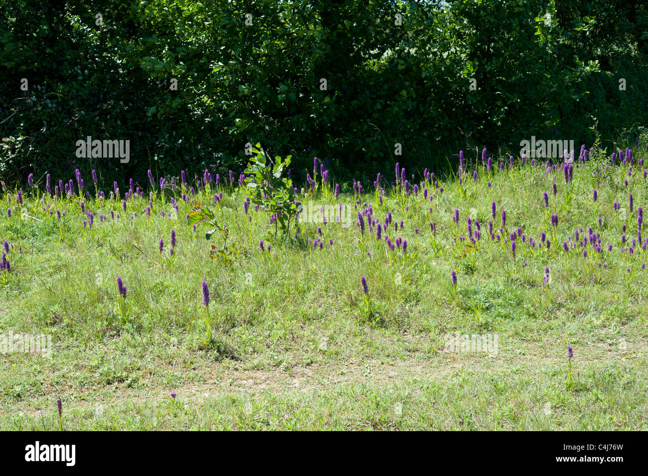 Colony of Marsh Orchids, Dactylorhiza, in an alkaline flush in Sussex, UK Stock Photo