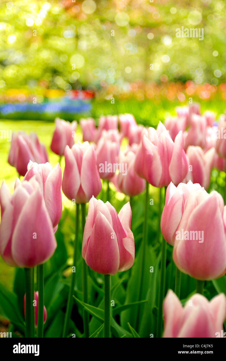 Red tulips in the Keukenhof park Stock Photo - Alamy