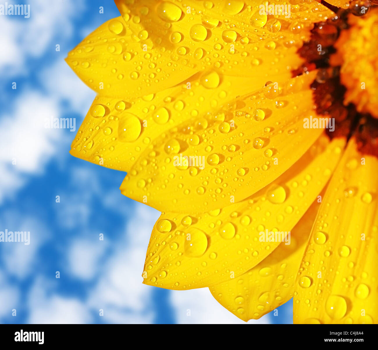 Blue yellow summer flower border hi-res stock photography and images ...