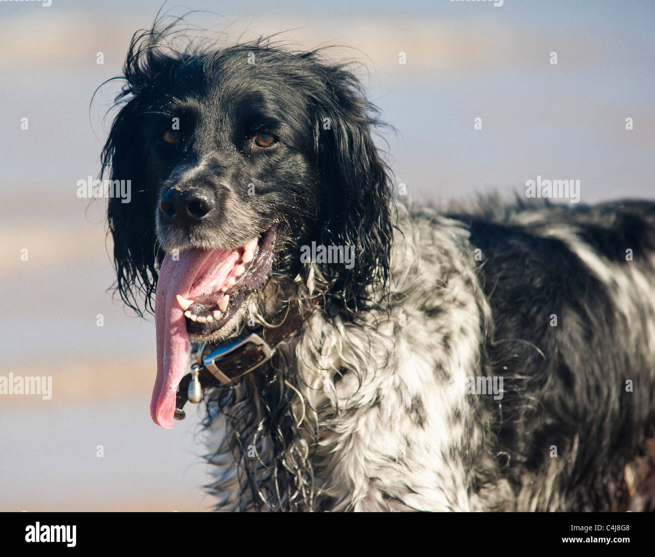 Head and shoulders shop of black and white coloured Giant Munsterlander dog, panting with its tongue out, on the beach. Stock Photo