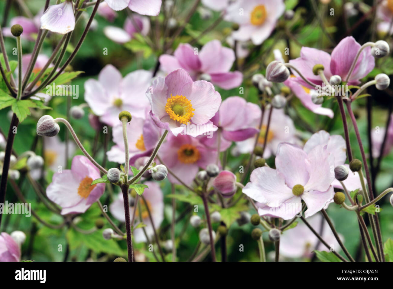 Anemone summer flowers in bloom Stock Photo Alamy