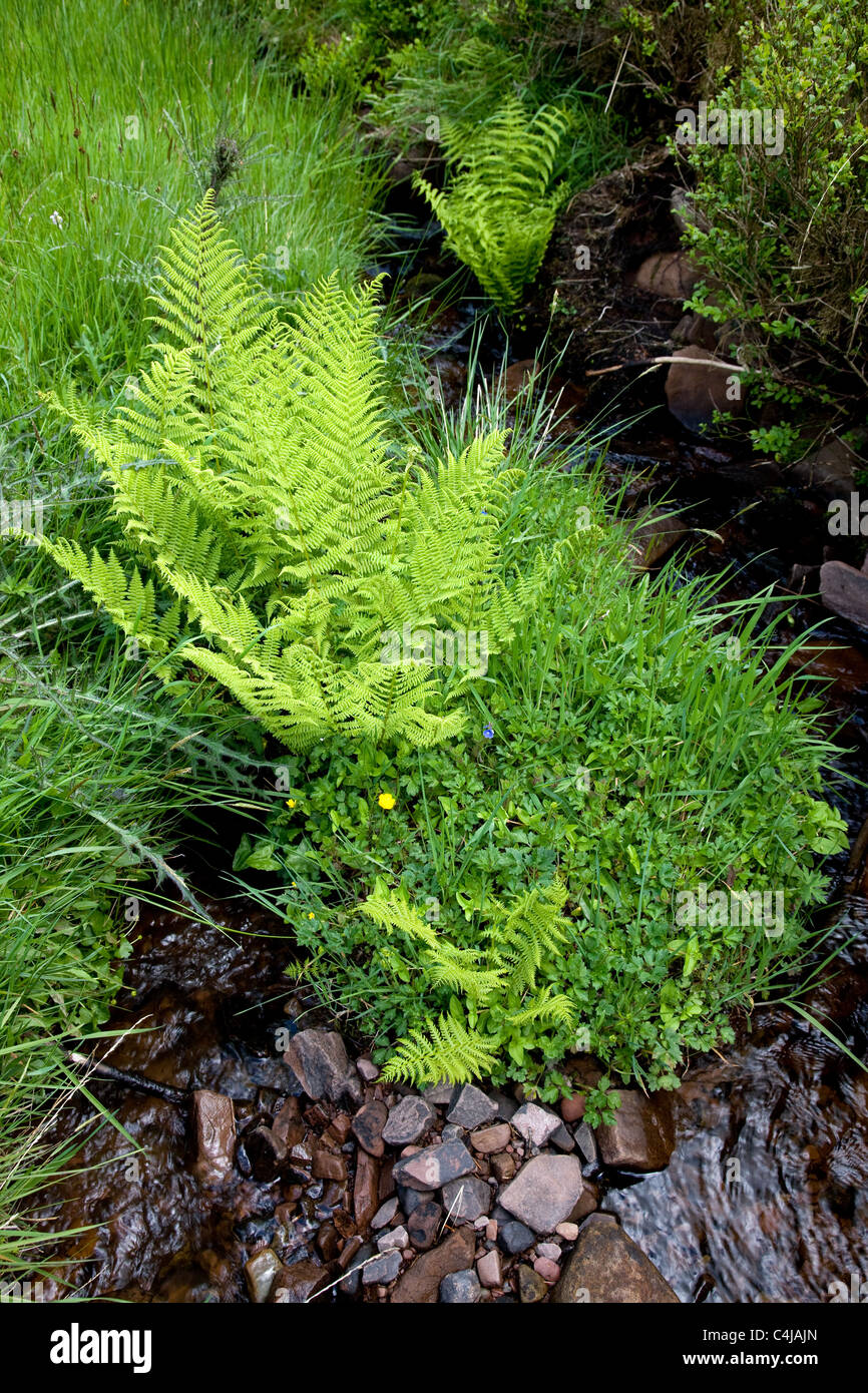 Lady Fern Athyrium filix femina growing beside a mountain stream in Wales Stock Photo