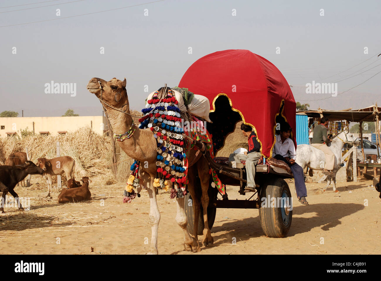 Camel Cart at Camel Fair, Pushkar, Rajasthan, India Stock Photo - Alamy