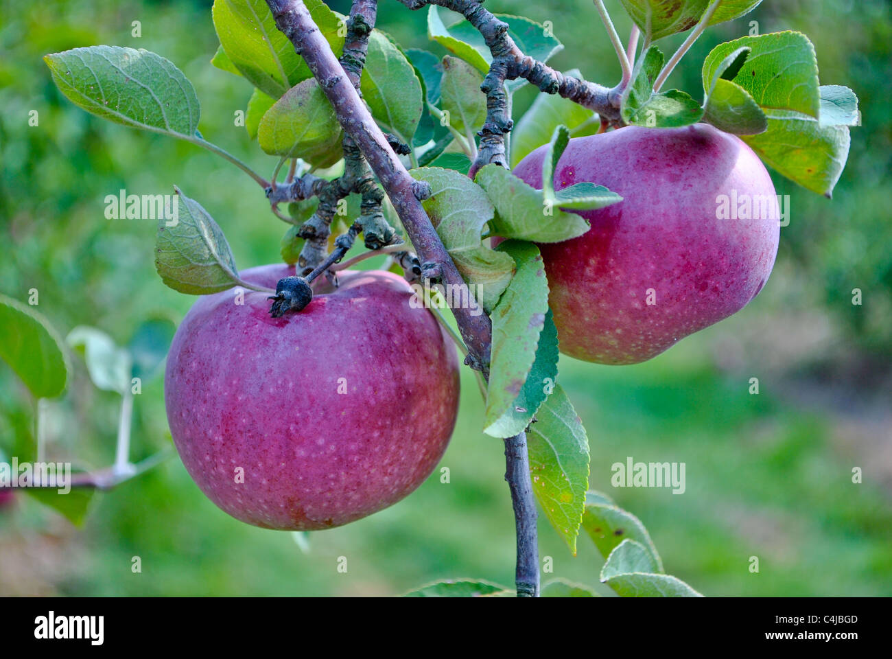Two apples on the tree Stock Photo - Alamy