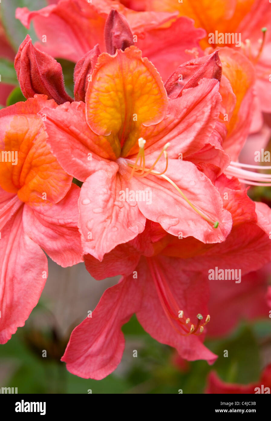 Rhododendron Mount Saint Helens Stock Photo Alamy