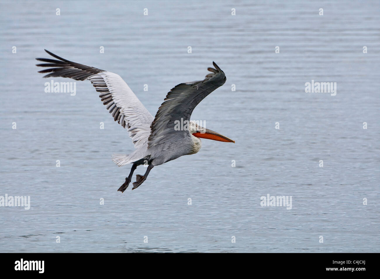 Dalmatian Pelican (Pelecanus crispus) in flight in breeding plumage Stock Photo