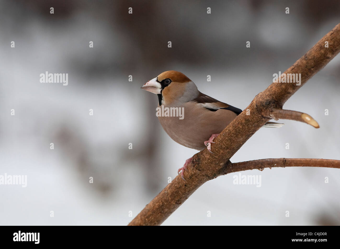 Hawfinch (Coccothraustes coccothraustes) perched on branch Stock Photo