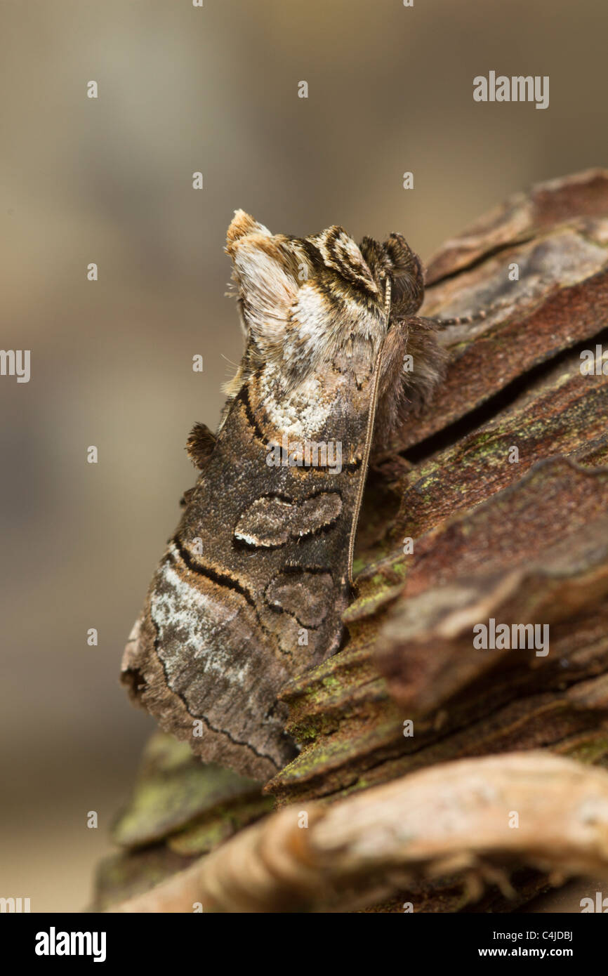 Spectacle Moth The Spectacle (Abrostola tripartita Stock Photo - Alamy