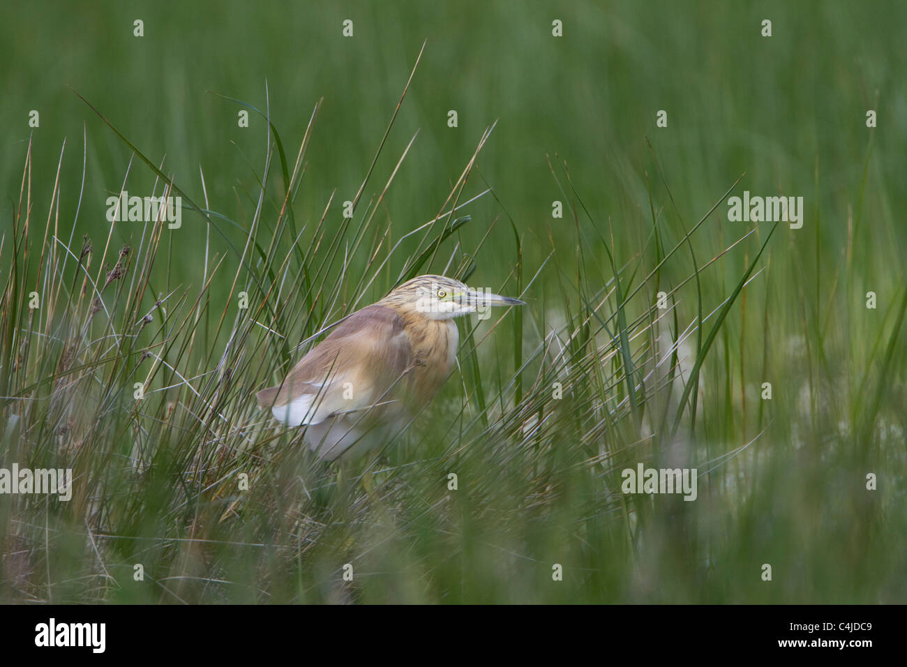 Squacco Heron (Ardeola ralloides) perching in reed bed Stock Photo