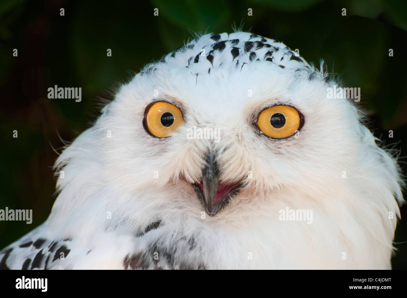 Close up of the head and face of a Snowy Owl. Stock Photo