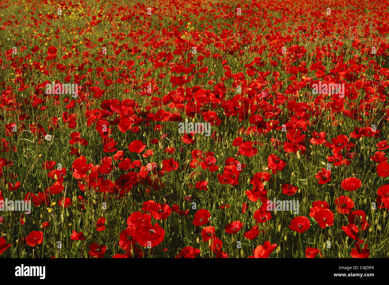 red poppy Stock Photo