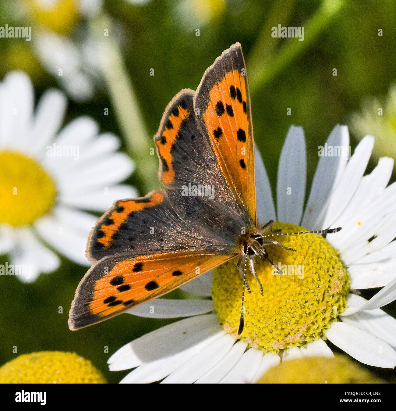 Small Copper Lycaena phlaeas feeding on Scentless Mayweed Tripleurospermum maritimum Stock Photo