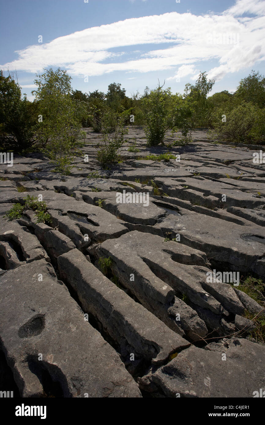 Crevices in limestone shelter plants at Gait Barrows national nature