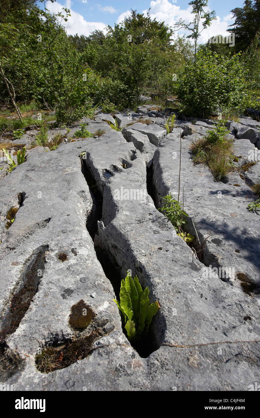 Crevices in limestone shelter plants such as this tongue fern, Gait Barrows national nature reserve, Lancaster, UK Stock Photo