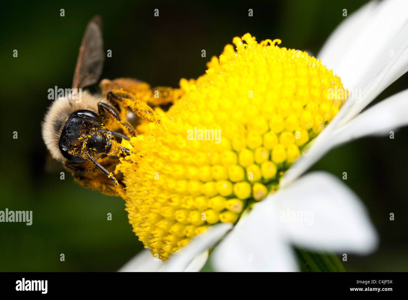 Solitary bee feeding on a daisy flower Stock Photo