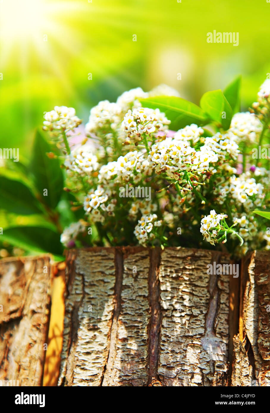 Small white wildflowers in the sunny summer day at forest Stock Photo