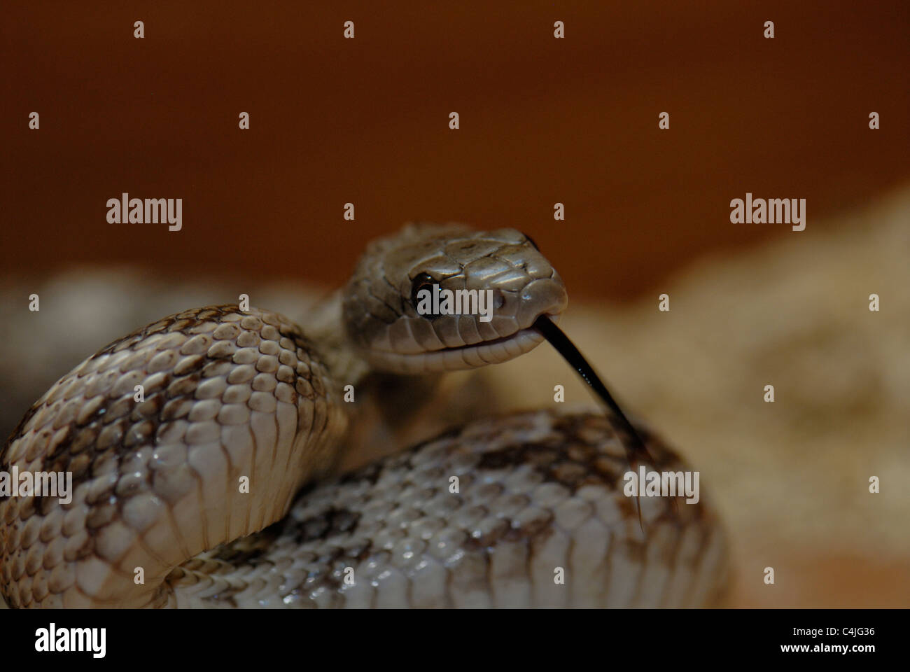 Coiled Grey Rat Snake flicking its tongue Stock Photo