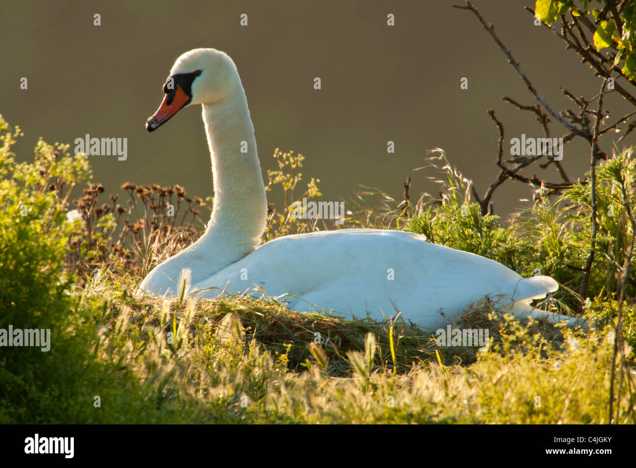 Mute swan on nest on island-Victoria, Brtisih Columbia, Canada. Stock Photo
