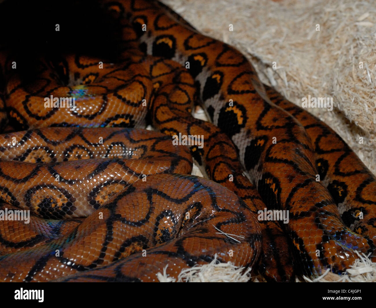 Two Rainbow Pythons coiled. Stock Photo