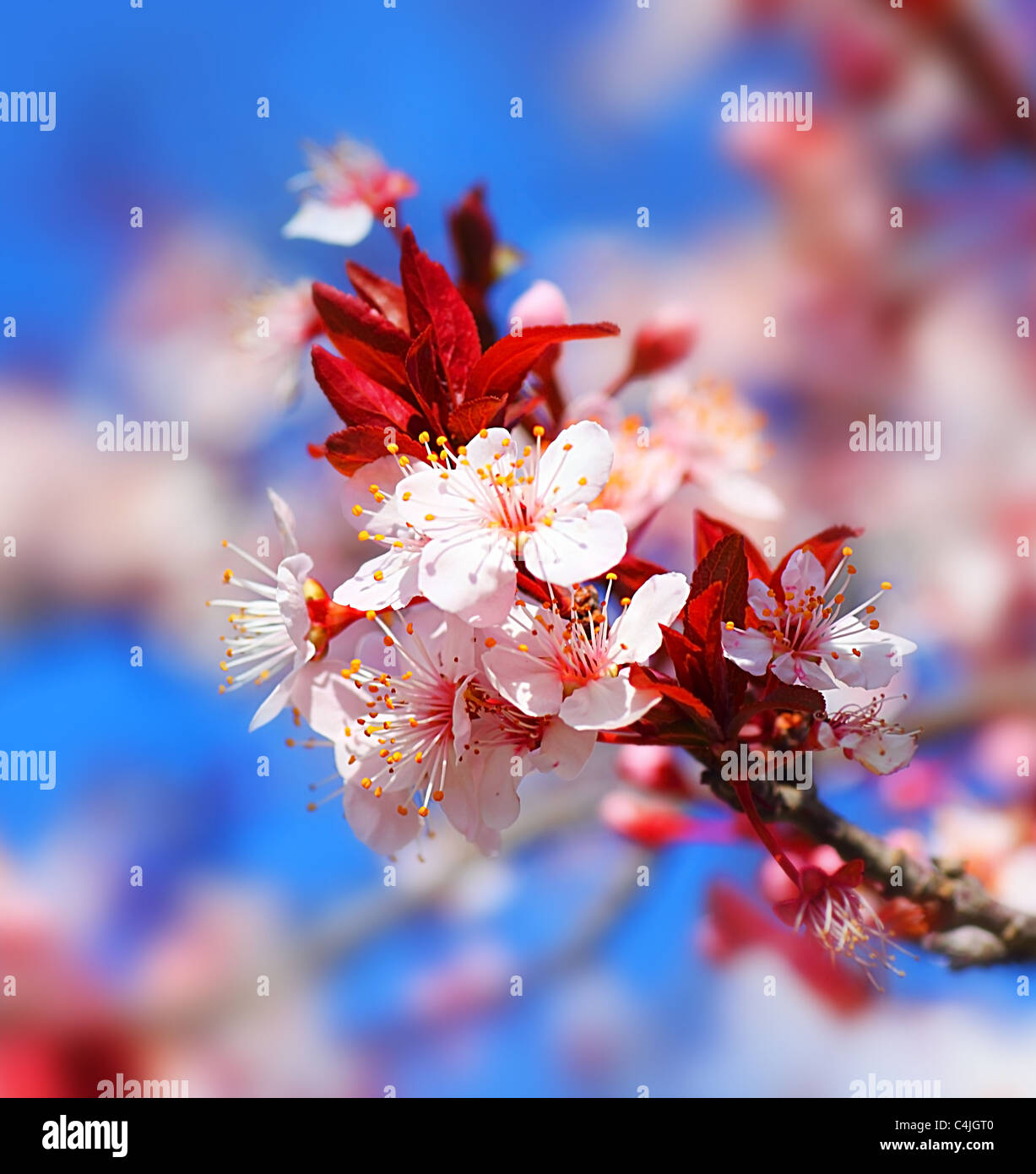 Cherry tree blossom flowers at spring over blue natural sky background Stock Photo
