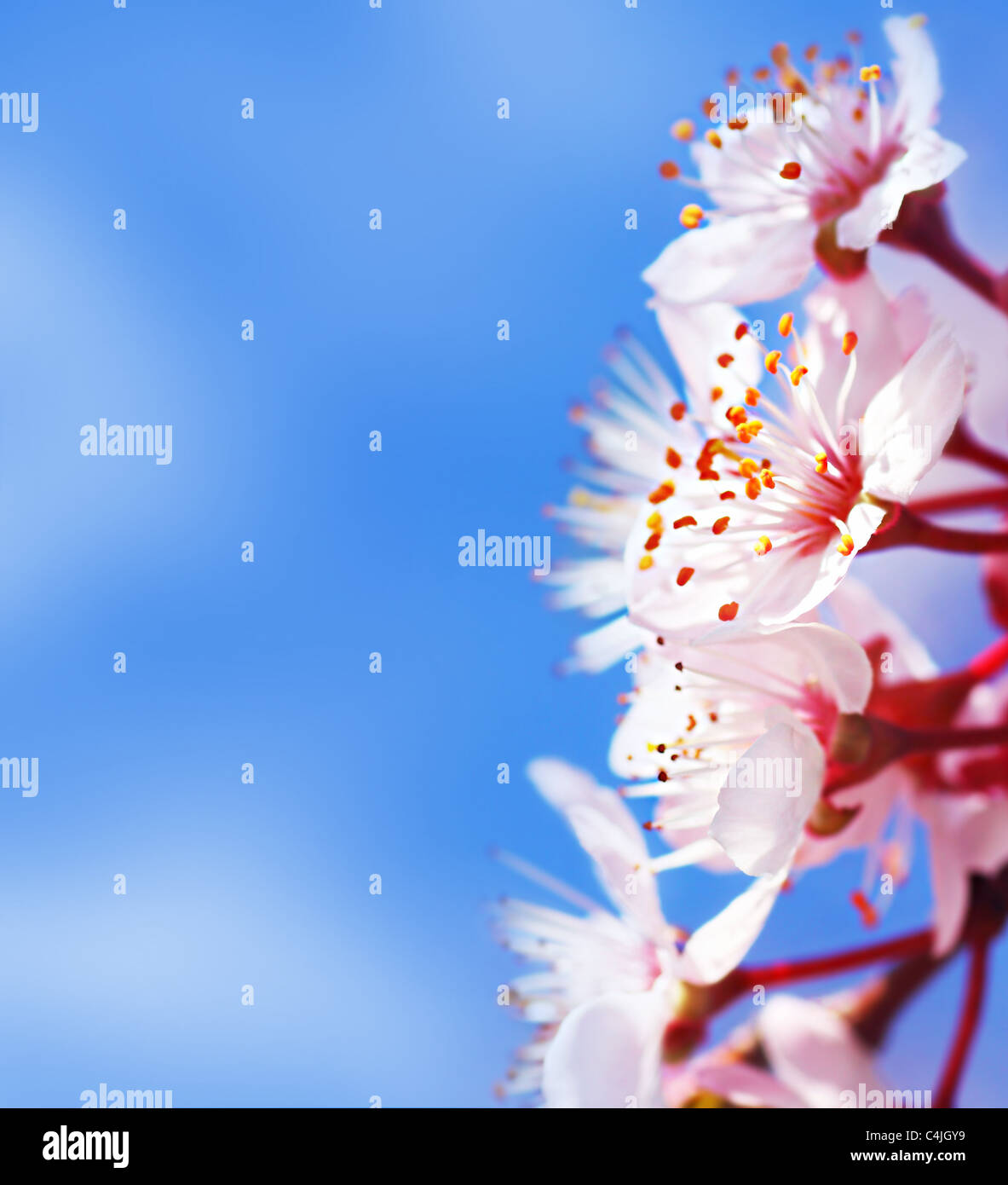 Cherry tree blossom flowers border over blue natural sky background, springtime Stock Photo