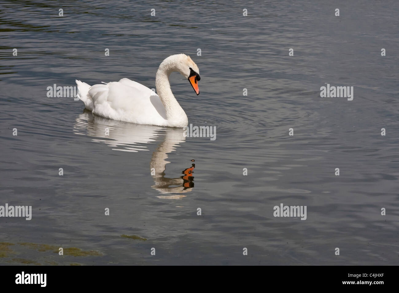 Mute swan cob with reflection Stock Photo