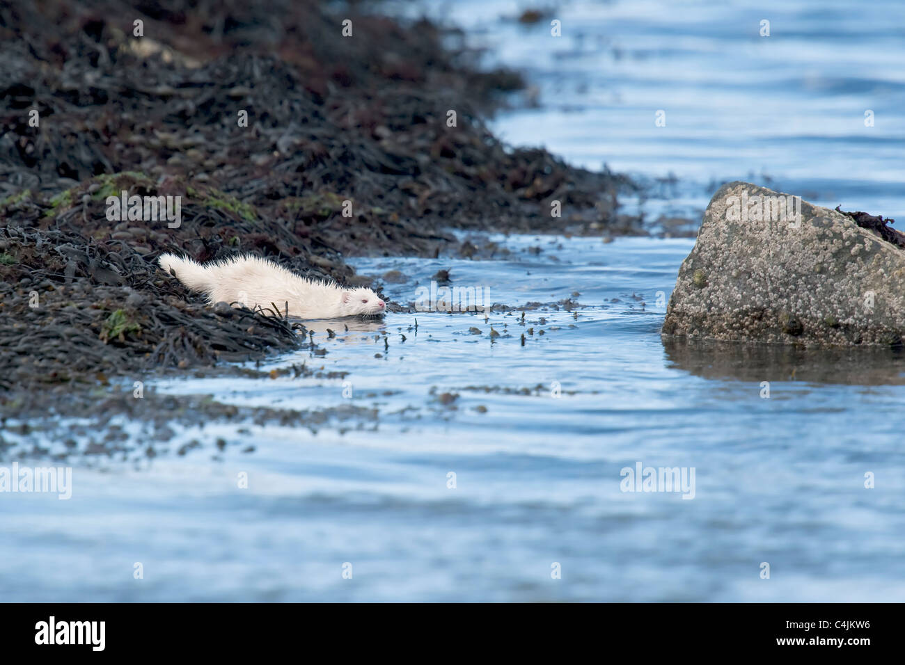 Albino Mink Hunting Stock Photo Alamy