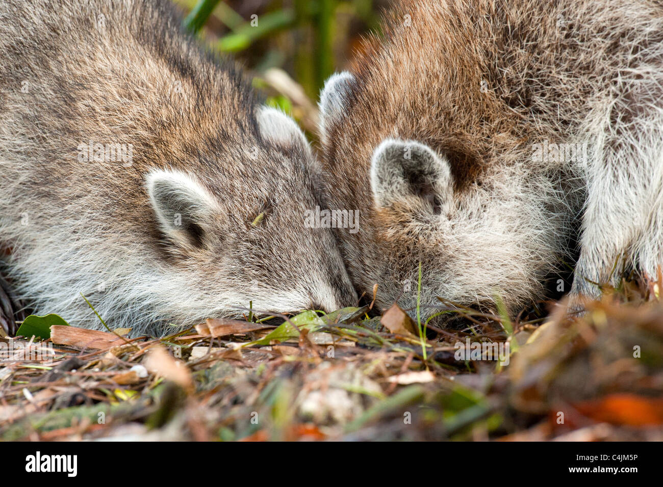 Young Raccoons looking for food Stock Photo