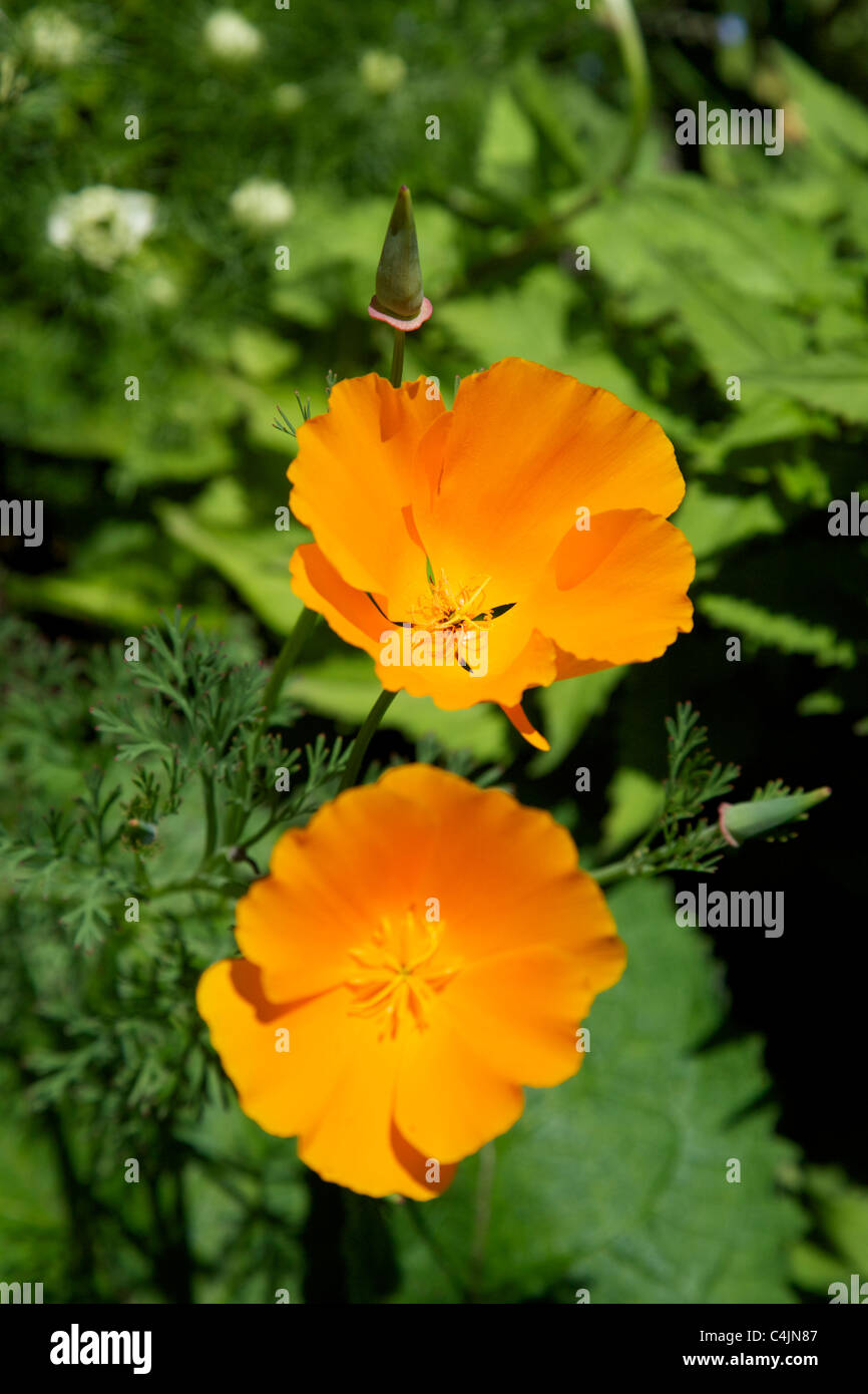 ESCHSCHOLZIA CALIFORNICA CALIFORNIA POPPY THAI SILK COMPACT SINGLE FLUTED BRONZE TINGED FLOWERS IN JUNE Stock Photo