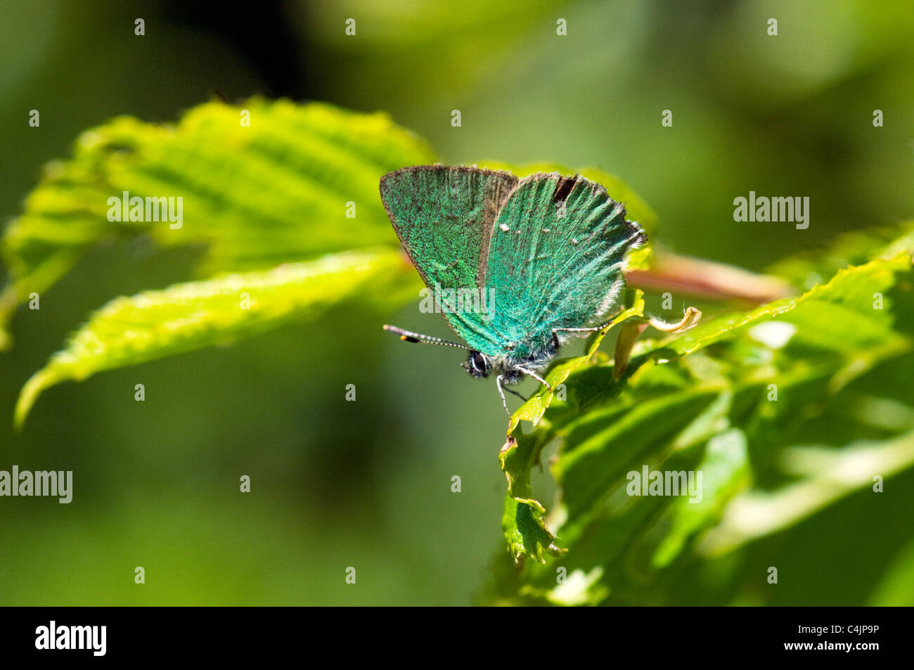 green hairstreak butterfly Stock Photo Alamy