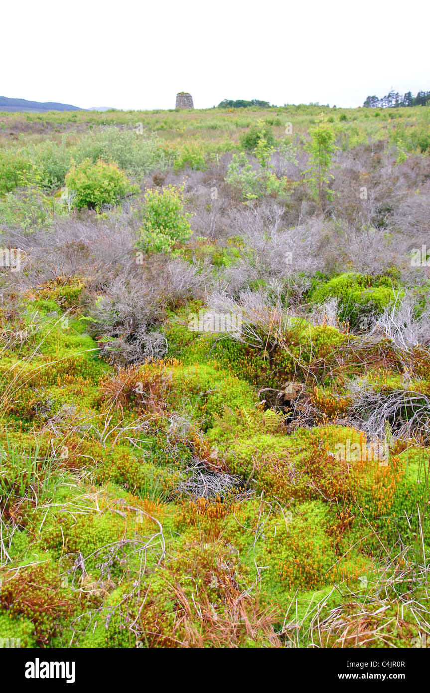 Culloden Moor, site of the Battle of Culloden. Scottish Highlands