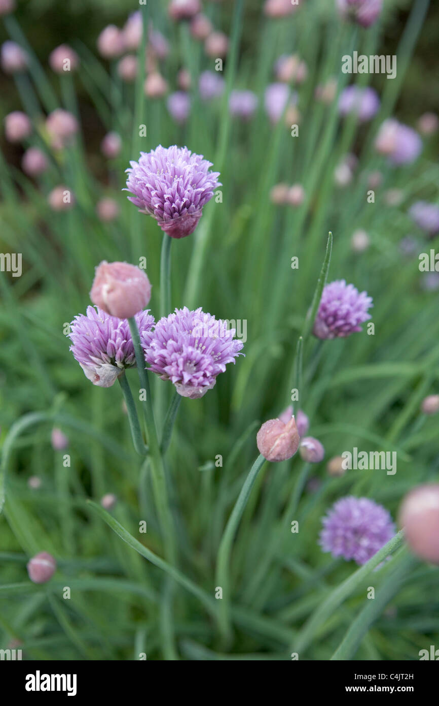 Chives in bloom Stock Photo