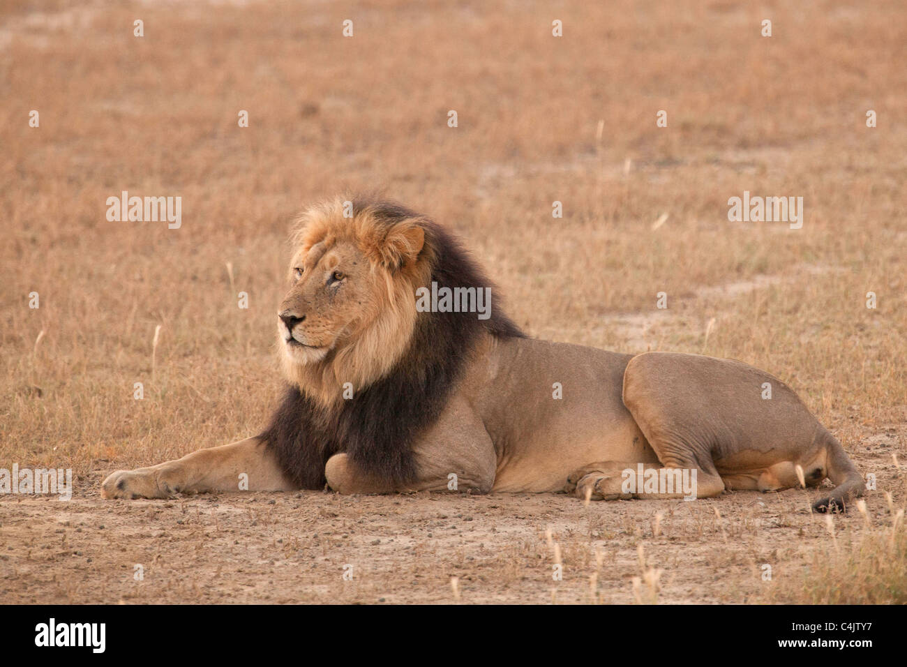 Lion (Panthera Leo) In Kgalagadi Transfontier Park, South Africa Stock Photo