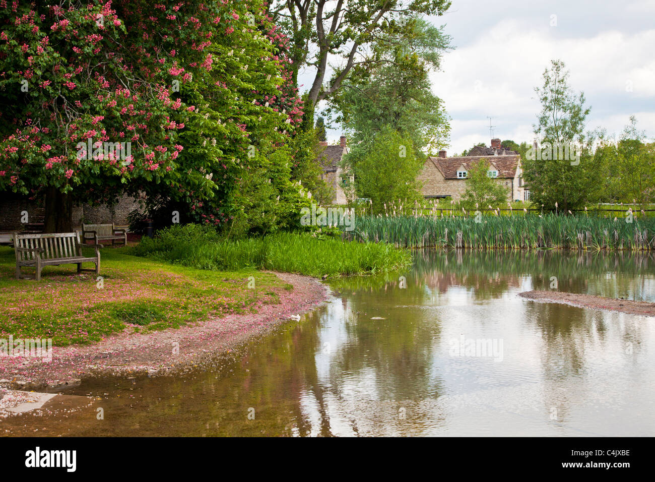 The pond in the pretty Cotswold village of Shilton, Oxfordshire, England, UK on a sunny day in spring Stock Photo