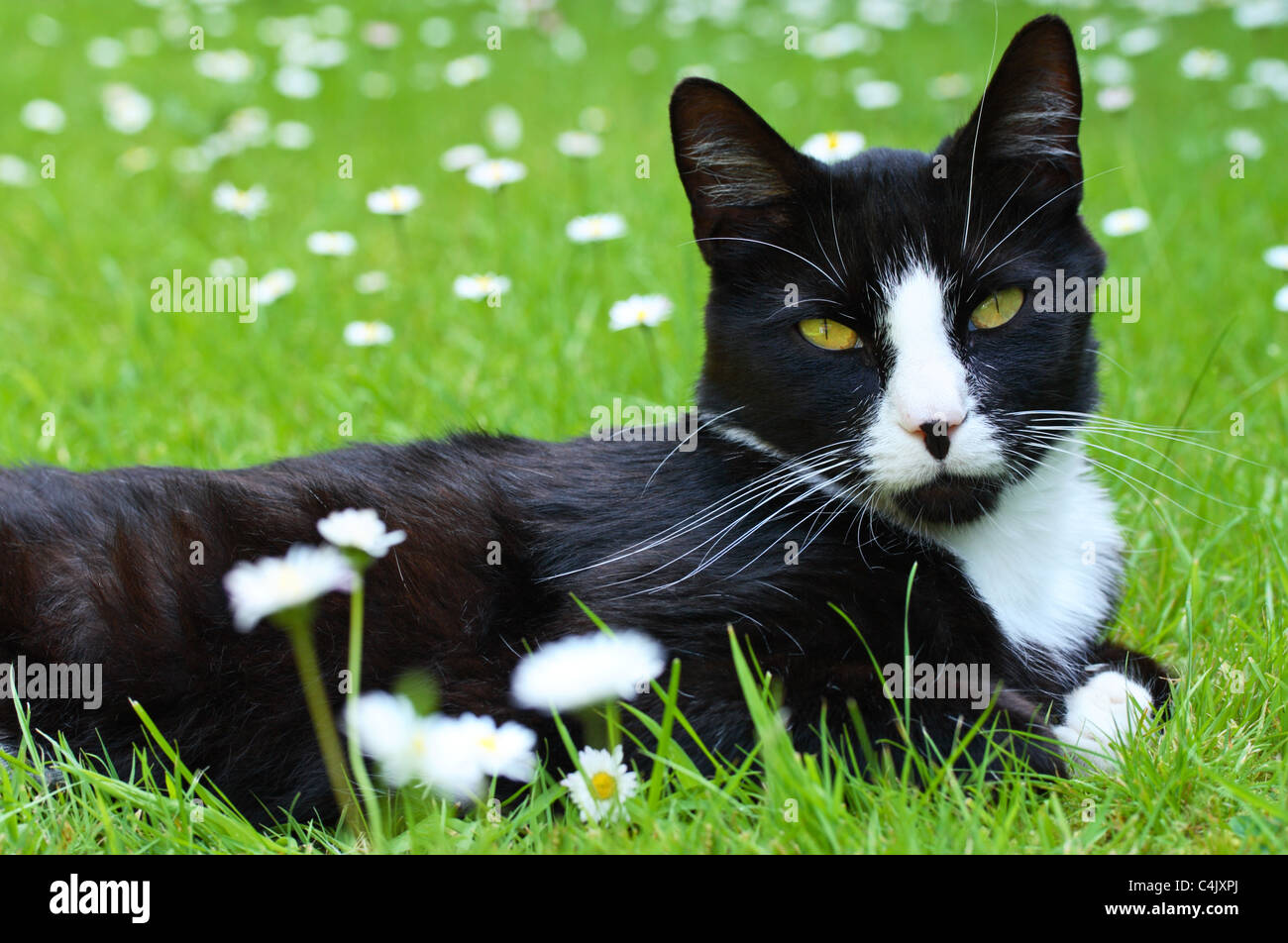 A black and white domestic cat lying amongst lawn daisies (Bellis perennis L.) in a suburban garden in the United Kingdom Stock Photo