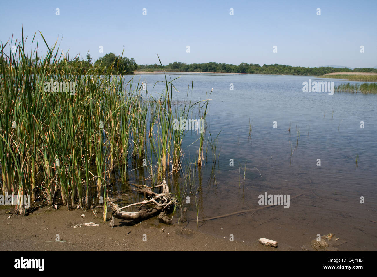 Lagoon in the Bojana rivermouth in Albania.  Lagune an der Buna-Mündung in Albanien. Stock Photo