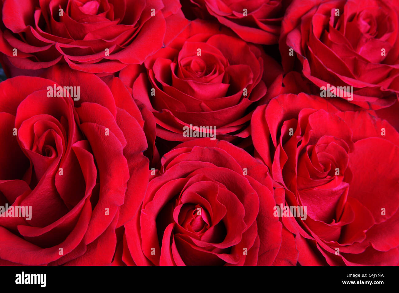 Bouquet of Red Roses Stock Photo - Alamy
