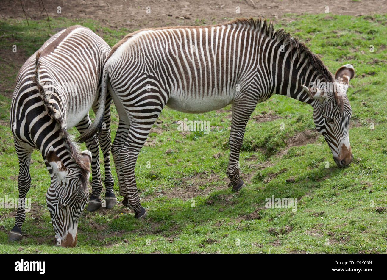 Grevy's zebra Equus grevyi Stock Photo