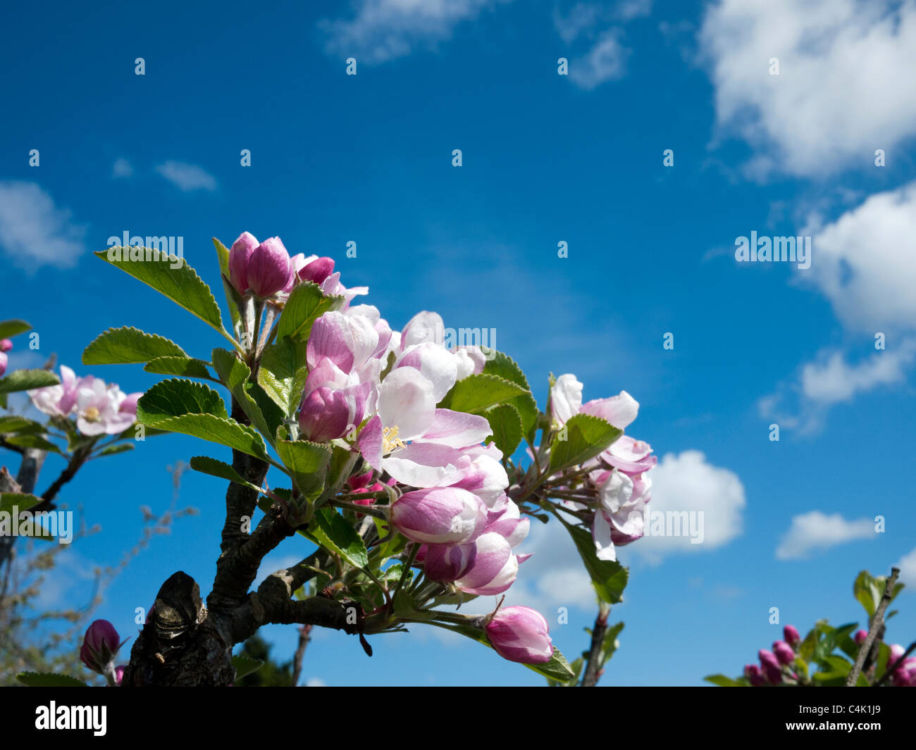 Newton Wonder apple blossom Stock Photo Alamy