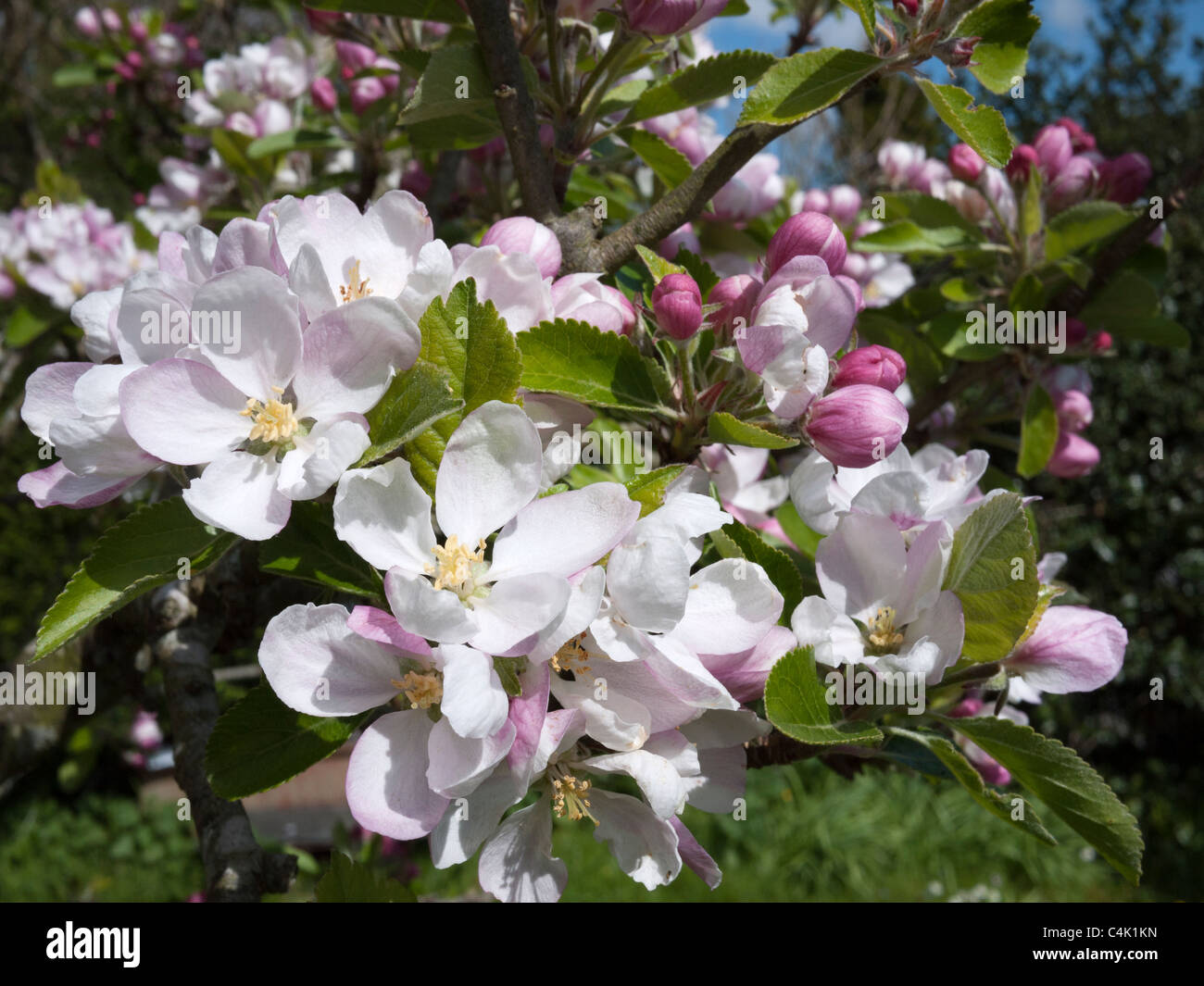 Newton Wonder apple blossom Stock Photo Alamy
