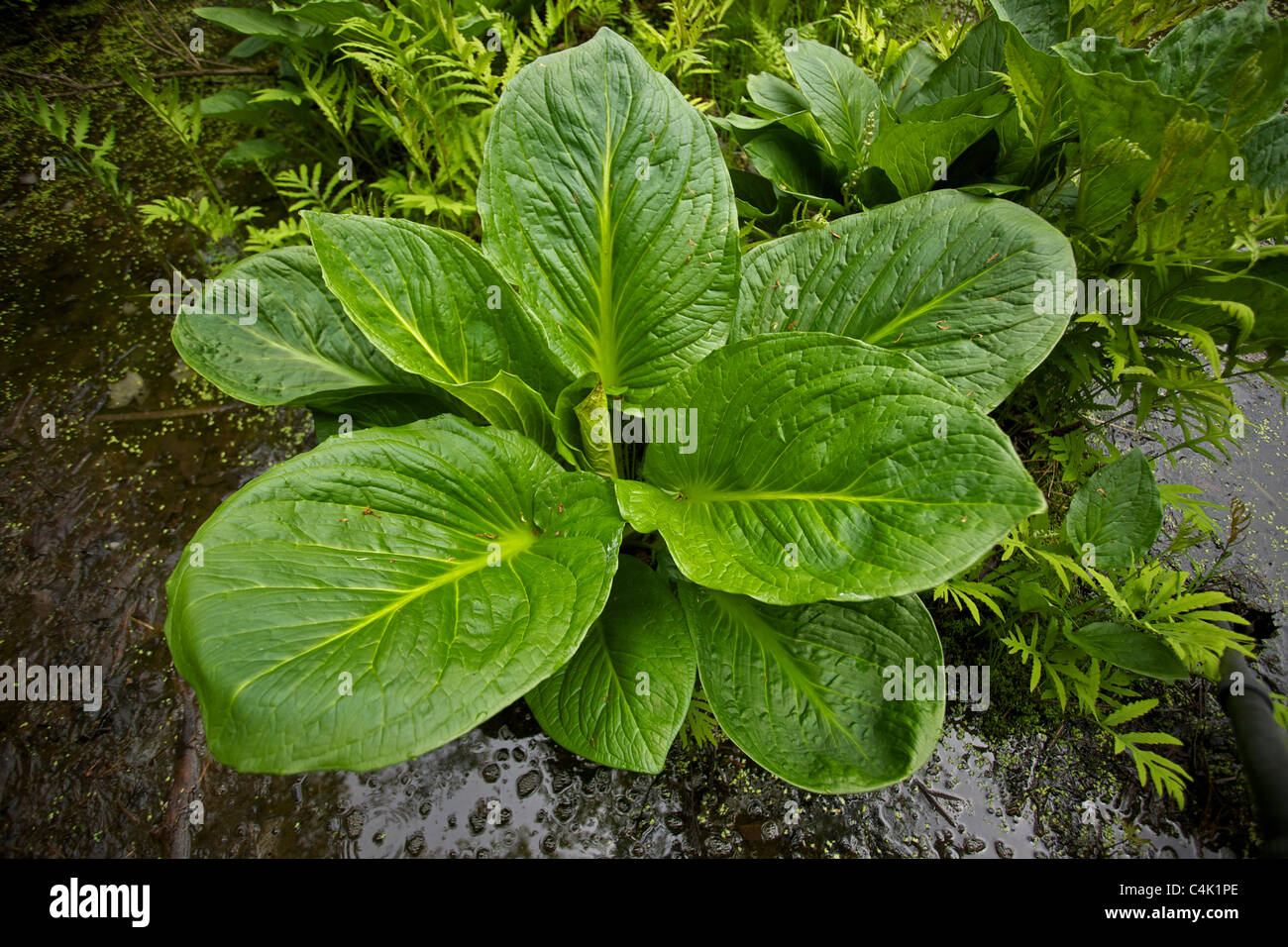 Eastern Skunk cabbage - (Symplocarpus foetidus), New York - Found in eastern North America - Grows in wet areas Stock Photo
