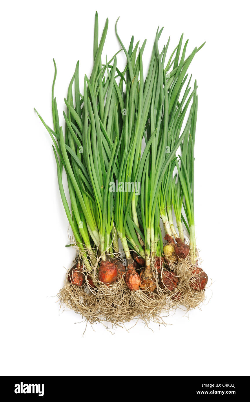 green onions on a white background Stock Photo - Alamy