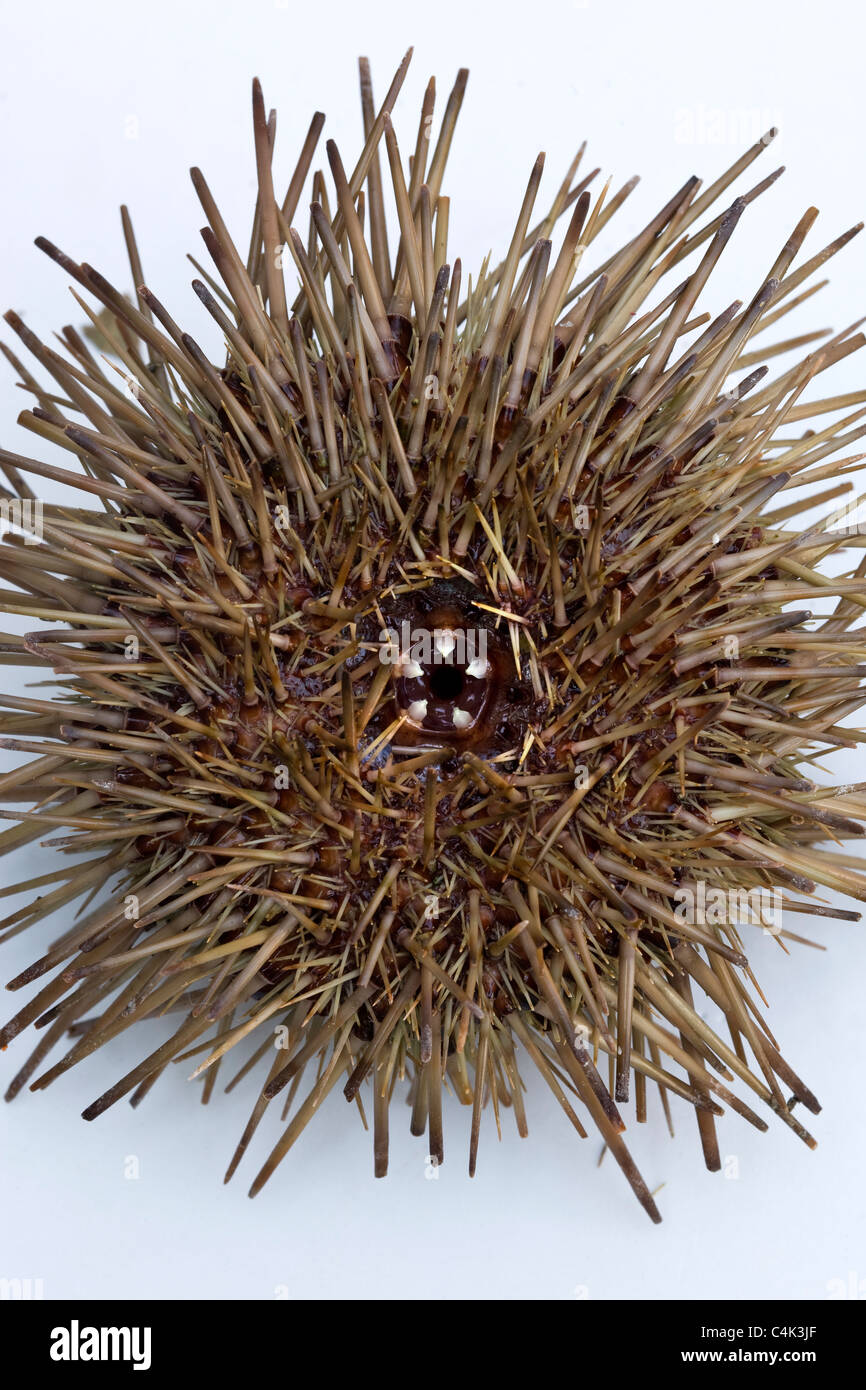 Close up of Sea Urchin showing Mouth and Teeth -  An example of the strange or weird food eaten by people around the world Stock Photo