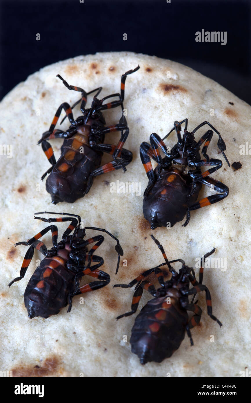 Chahuis or Xamoes Edible Beetle Mexico - An example of the strange or weird food eaten by people around the world Stock Photo
