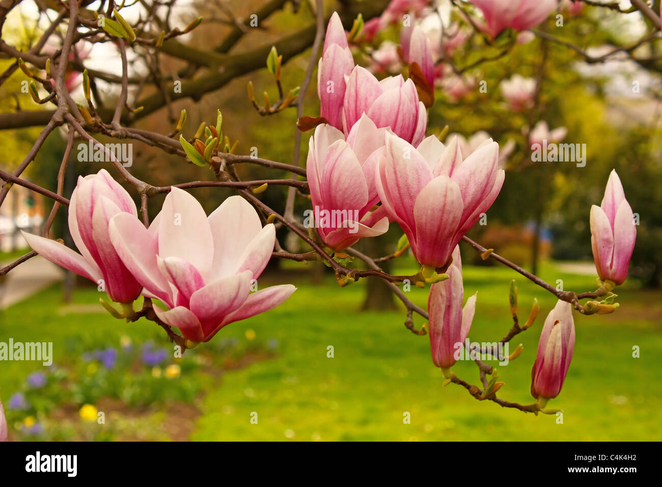 Pink flowers of magnolia in spring Stock Photo - Alamy