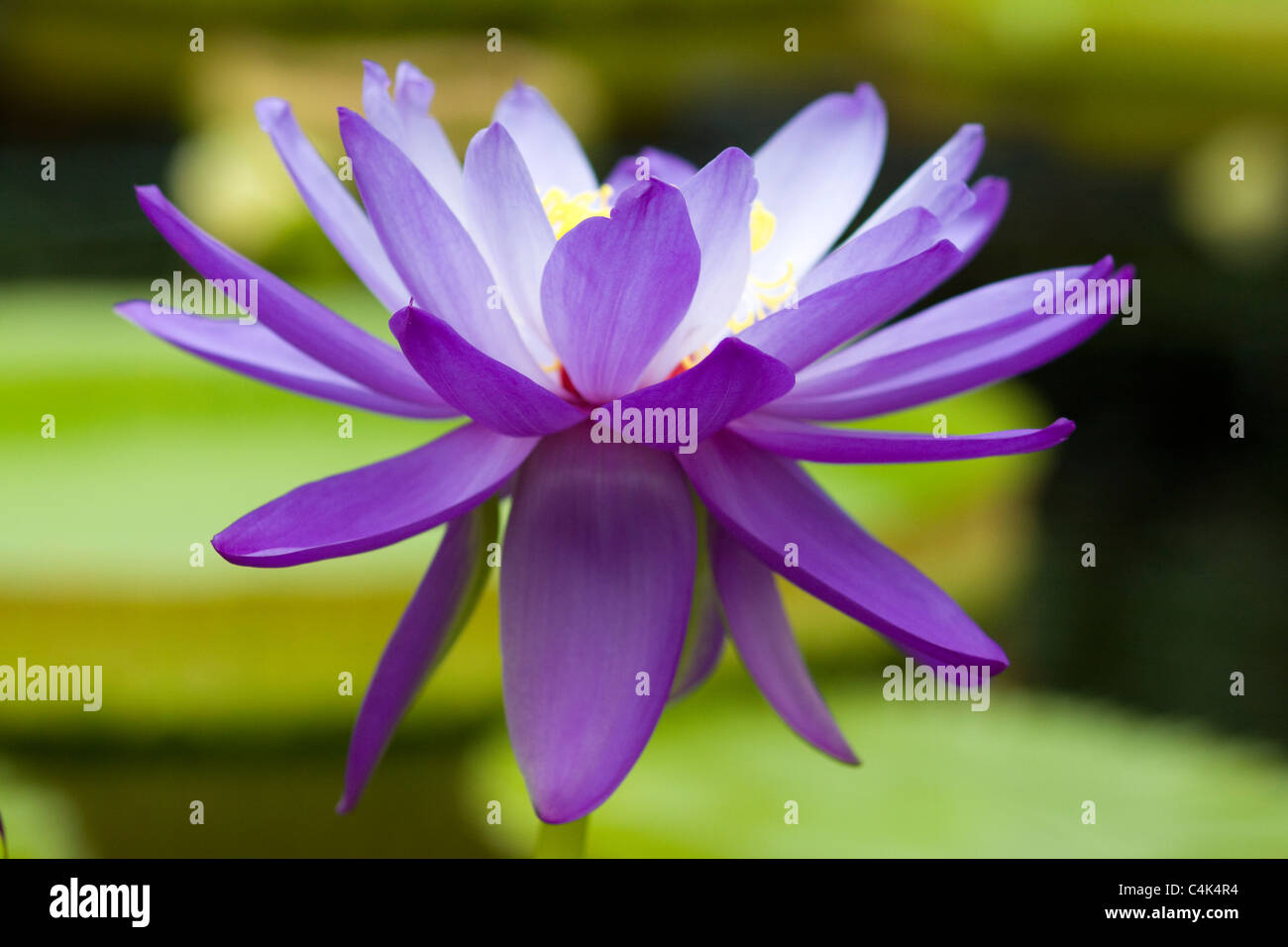 Water Lily Nymphaeaceae Lily Pads Stock Photo Alamy