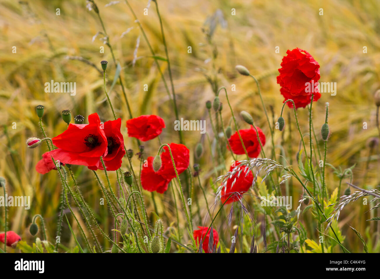 On the edge of a field of wheat sways a bunch of bright red poppies ...