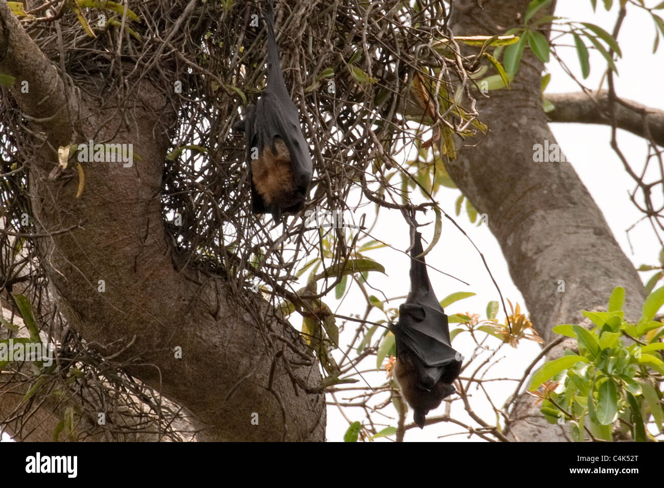 Fruit bat roost hires stock photography and images Alamy