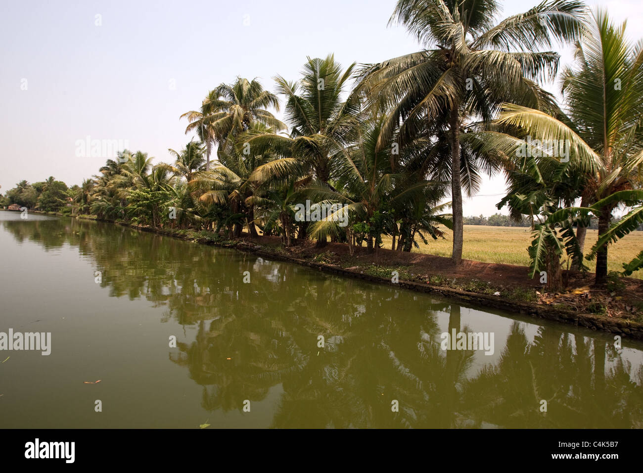 View of canal & paddy fields in the backwaters of Alleppey (Alappuzha), Kerala, India Stock Photo