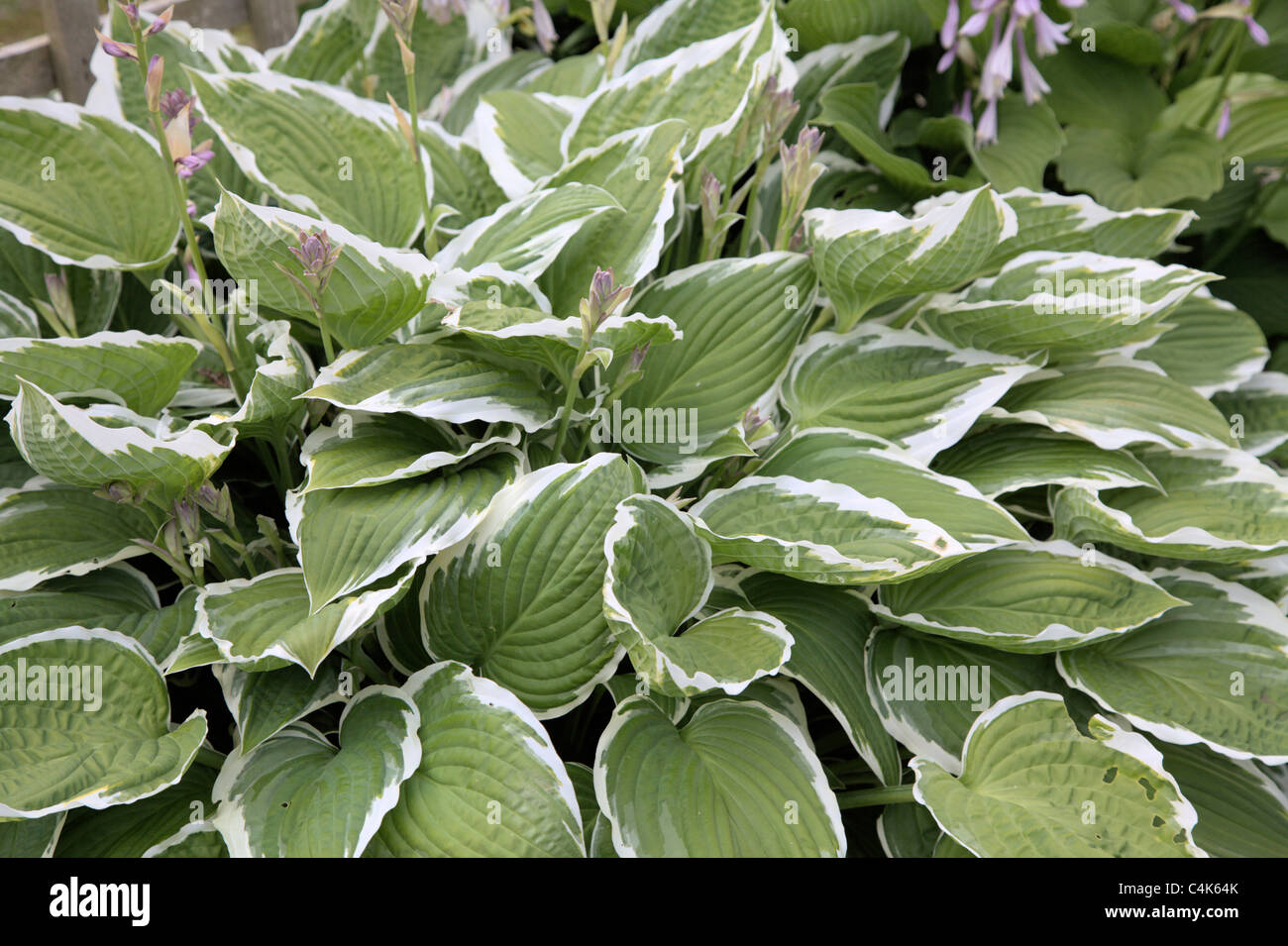 Variegated hosta Stock Photo